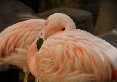 Flamingos