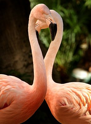 Flamingos