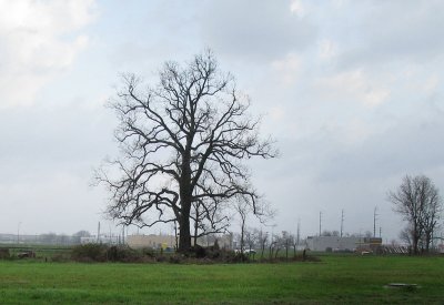 Stafford Tree