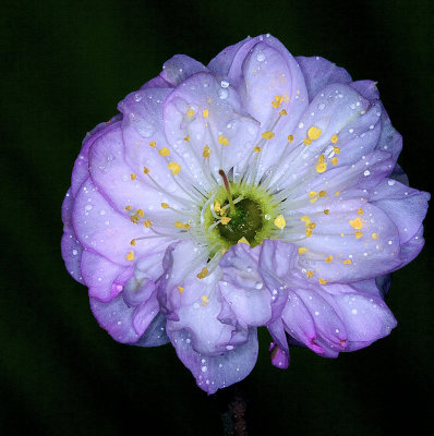 macro purple and white flower.jpg