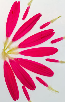 Pink Flowers