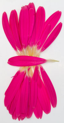 Pink Flowers