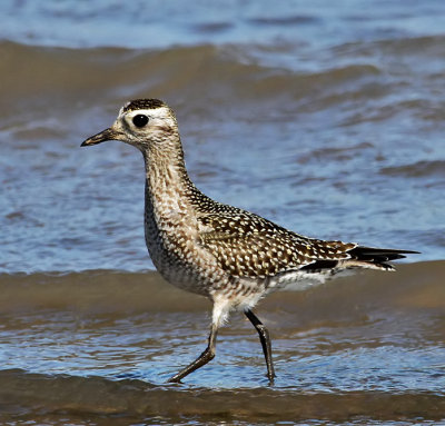 American Golden-Plover