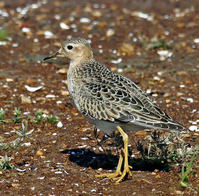 Buff-breasted Sandpiper