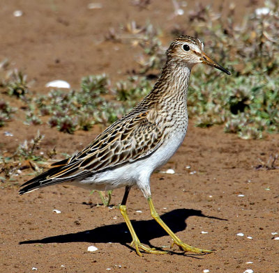 Pectoral Sandpiper