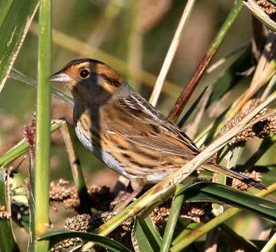 Nelson's Sparrow