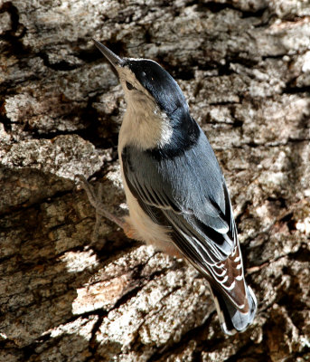 White-breasted Nuthatch