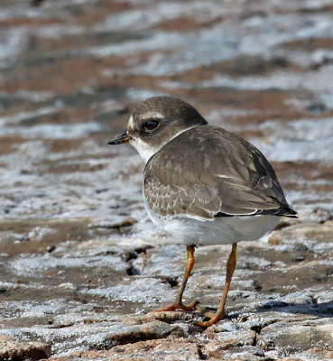 Semipalmated Plover