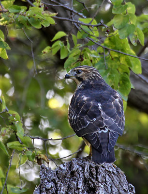 Broad-winged Hawk