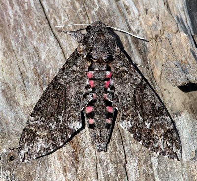 Pink-spotted Hawkmoth
