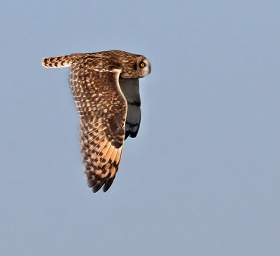 Short-eared Owl