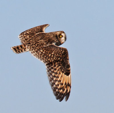 Short-eared Owl