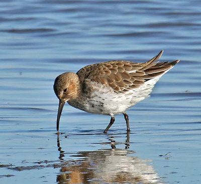 Dunlin