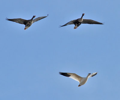 Greater White-fronted Goose & Snow Goose