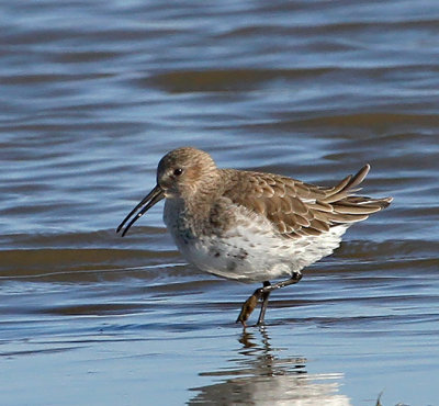 Dunlin