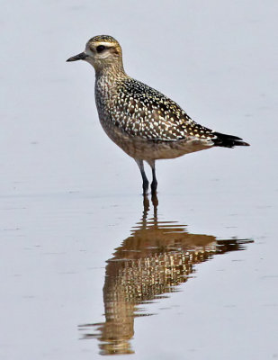 American Golden-Plover