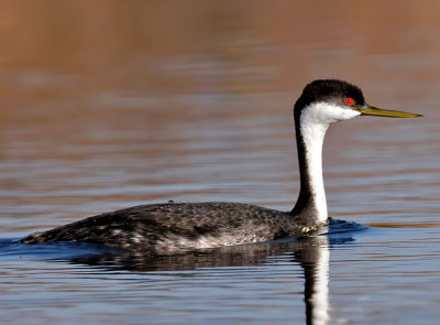 Western Grebe