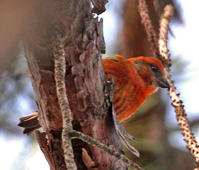 Red Crossbill