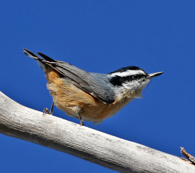 Red-breasted Nuthatch