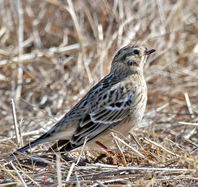 Smith's Longspur