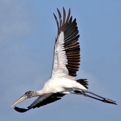 Wood Stork