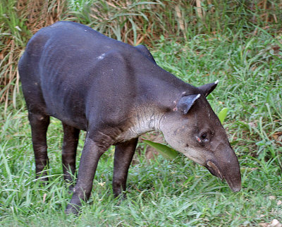 Baird's Tapir