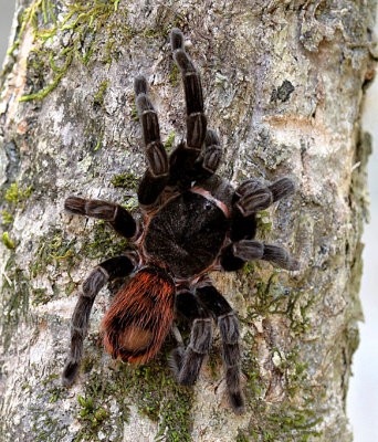 Mexican Red-rumped Tarantula