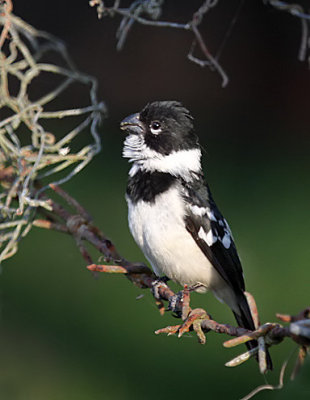 White-collared Seedeater