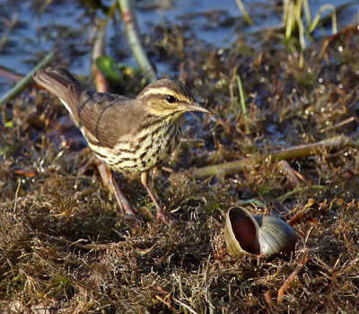 Northern Waterthrush