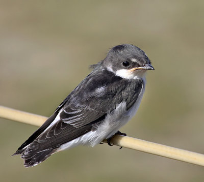 Mangrove Swallow