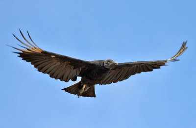 Black Vulture