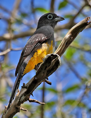 Black-headed Trogon