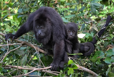 Black Howler Monkey