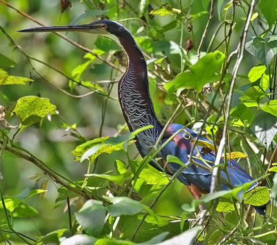 Agami Heron