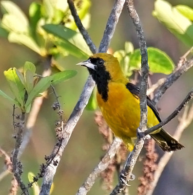 Yellow-backed Oriole