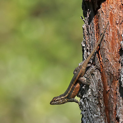 Teapen Rosebelly Lizard