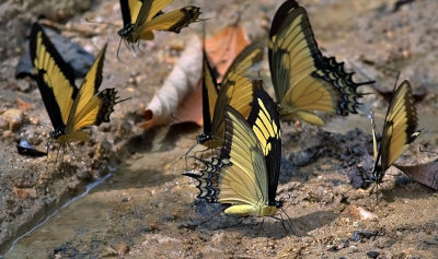 Northern Broad-banded Swallowtails