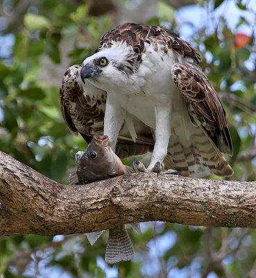 Osprey