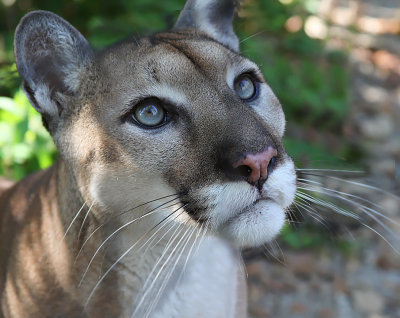 Mountain Lion