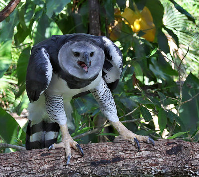 Harpy Eagle