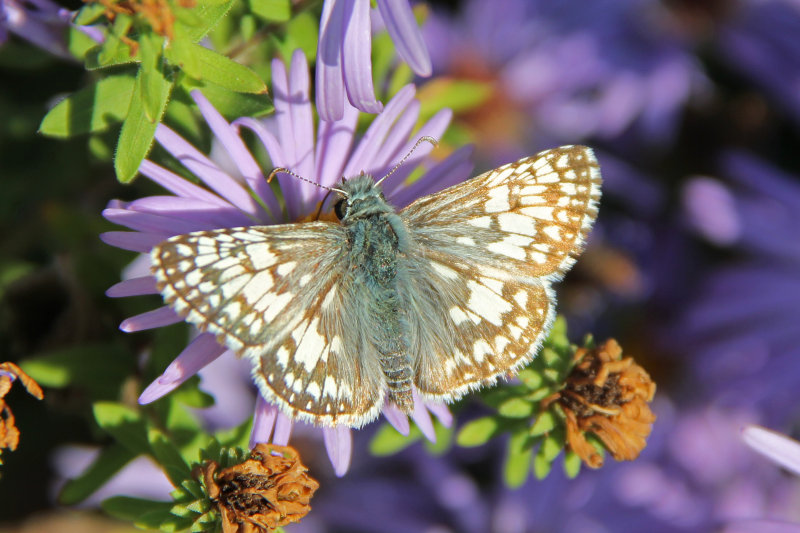 Common Checkered-Skipper 