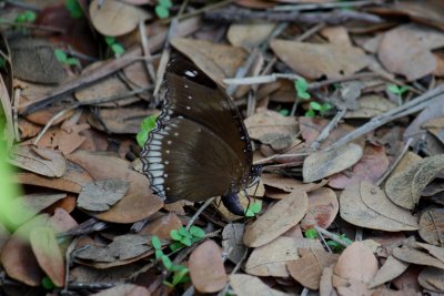 The Great Eggfly Female Ovipositing