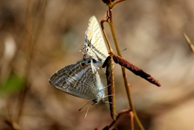 Lampides boeticus