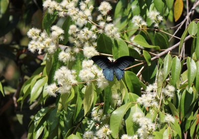 Papilio memnon agenor