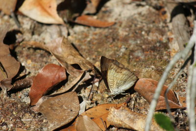 Euthalis monina kesava