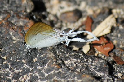 Hypolycaenus amasa amasa