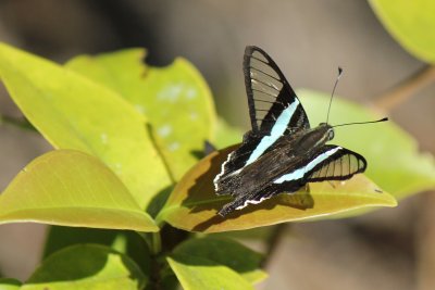 Lamproptera meges virescens