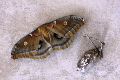 Polyphemus Moth