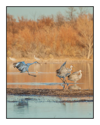 Returning to Roost at Dusk
