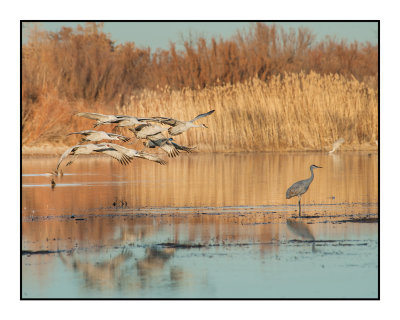 Returning to Roost at Dusk